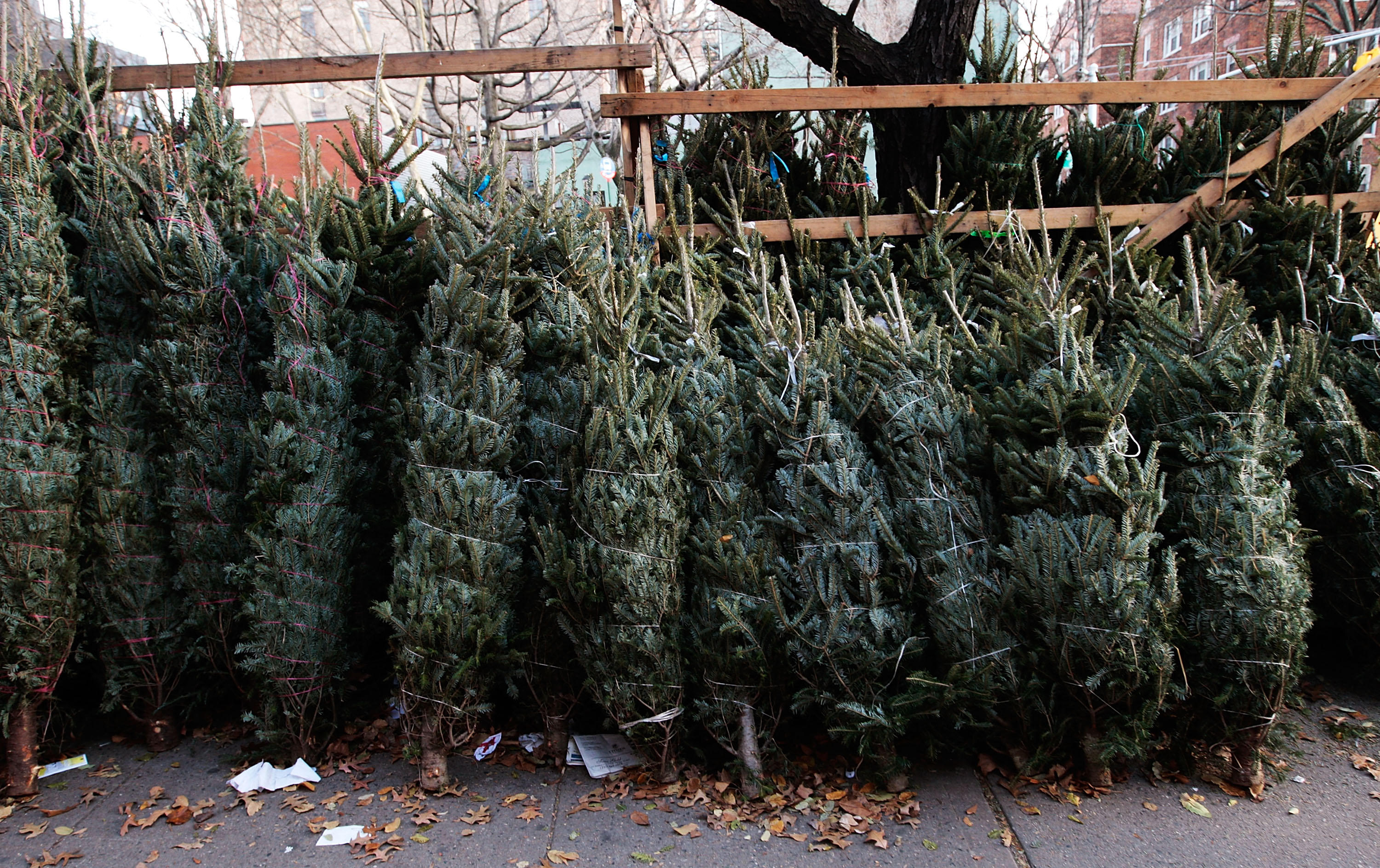 New Yorkers Shop On The Street For Christmas Trees